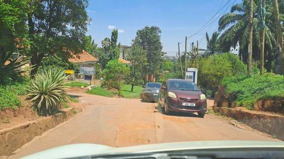 A palm-lined avenue in Kampala.