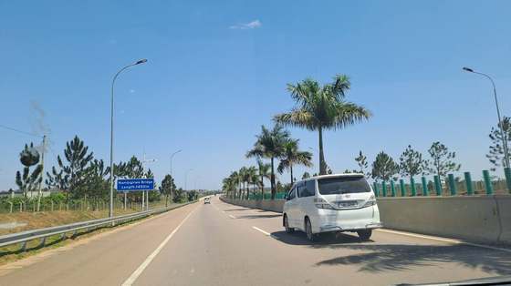 A palm-lined road under a clear sky.