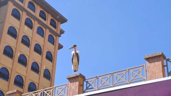 A marabou stork keeps watch from a rooftop over central Kampala, a familiar sight across the city skyline.